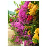 Gardenbox Bougainvillea Begonvil Fidanı, 40-60 cm, Saksıda, Çok Renkli