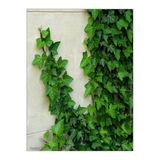 Gardenbox Büyük Yapraklı Duvar Sarmaşığı Fidanı Saksılı, 50-80 cm, Yeşil, Climbing Ivy
