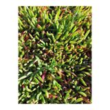 Gardenbox Buz Çiçeği, 10-15 cm, 45 Adet, Dış Mekan Süs Bitkisi, Yer Örtücü