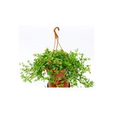 Gardenbox Buz Çiçeği - Askılı Saksıda Hediyelik