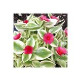 Gardenbox Buz Çiçeği Fidesi, 10 Adet, 5cm-15cm
