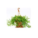 Gardenbox Buz Çiçeği Makrome Saksılı 1 ADET 15-25Cm (Delosperma)