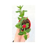 Gardenbox Buz Çiçeği Mezar Yer Örtücü Bitki, 25 Adet Tüplü, Delosperma, Yeşil