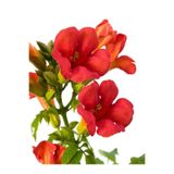 Gardenbox Campsis Radicans Turuncu Borazan Çiçeği, 50-70cm, Bol Çiçekli Acem Borusu