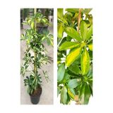 Gardenbox Canlı Alacalı Şeflera Çiçeği, 40-100 cm, Saksılı, İç Mekan Bitkileri