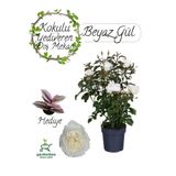 Gardenbox Canlı Beyaz Gül Fidanı Saksıda 30-50cm Pembe Telgraf Çiçeği