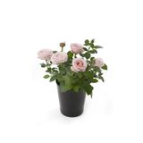 Gardenbox Canlı Bodur Gül Fidanı Saksıda, Model GDB04062025BYB03