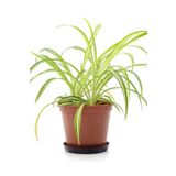 Gardenbox Canlı Formlu Kurdelle Çiçeği 1 Adet Saksılı Salon İç Mekan Çiçeği