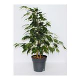 Gardenbox Canlı Formlu Yeşil Benjamin Çiçeği 30-60cm 1 ADET Saksılı Green Ficus Benjamina