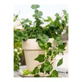Gardenbox Canlı Hedera Helix (Kaya Sarmaşığı) – Tırmanıcı, Formlu Bitki 40-60 cm