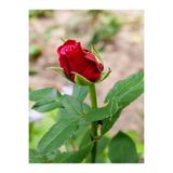 Gardenbox Canlı Kırmızı Gül Fidanı, 10-15 cm Saksılı, Yoğun Kokulu Aşılı Gül