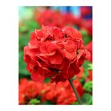 Gardenbox Canlı Kırmızı Premium Sardunya Çiçeği, 15-40cm Saksılı, Geranium, 1 Adet