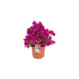Gardenbox Canlı Mor Begonvil Bitkisi, 15-30cm Saksılı, 1 Adet
