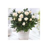 Gardenbox Canlı Saksılı Dekoratif Beyaz Salon Gülü, Bodur Gül, İç Mekan