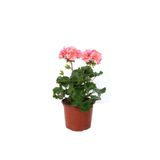 Gardenbox Canlı Saksılı Sardunya Çiçeği Fidanı, Pembe, 10-20 cm