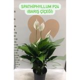 Gardenbox Canlı Saksılı Spathiphyllum (Barış Çiçeği) 70 cm, 17 cm Saksı Çapı