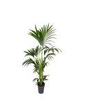 Gardenbox Canlı Yapraklı Areka Areca Salon Palmiyesi, Sukulent Hediyeli