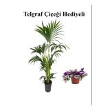 Gardenbox Canlı Yapraklı Areka Areca Salon Palmiyesi, Telgraf Hediyeli