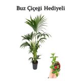 Gardenbox Canlı Yapraklı Areka Salon Palmiyesi, Buz Çiçeği Hediyeli