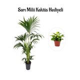 Gardenbox Canlı Yapraklı Areka Salon Palmiyesi, Sarı Milli Hediyeli