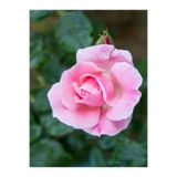 Gardenbox Canlı Yediveren Pembe Bodur Gül Fidanı, Saksılı, 30-60 cm, Bahçe Bitkisi