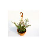 Gardenbox Cennet Çiçeği Askılı Saksıda, Çiçekli Bodur Bitki, Hediyelik