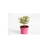 Gardenbox Cennet Çiçeği, Pembe Saksıda, Çiçekli Bodur Bitki, Hediyelik