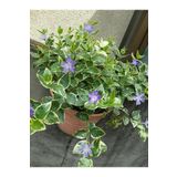 Gardenbox Cezayir Menekşesi Vinca Minor Promosyon Saksıda