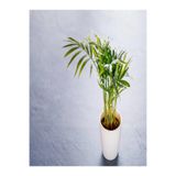 Gardenbox Chamaedorea Elegans Dağ Palmiyesi, 20cm, 8.5 Saksıda, İç Mekan Bitkisi