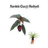 Gardenbox Çiçekli Çilli Begonya Çiçeği, Kurdele Hediyeli, İç Mekan Bitkisi