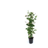 Gardenbox Çiçekli Kartopu Bahçe Şakayığı + Kokulu Hanımeli Çiçeği Fidanı 2'li Bahçe Peyzaj Seti, 30-60cm, Çok Renkli