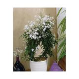 Gardenbox Çin Yasemini Kokulu Beyaz Sarmaşık Bitki, 30-60 cm, Jasminum Polyanthum