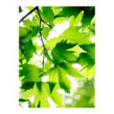 Gardenbox Çınar Ağacı Fidanı 70-90 cm Saksılı Bodur Bitkiler