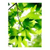 Gardenbox Çınar Ağacı Fidanı 70-90 cm Saksılı Bodur Bitkiler