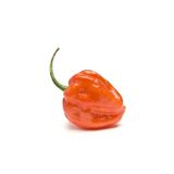 Gardenbox Çok Acı Habanero Biberi Tohumu, 5 Adet