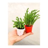 Gardenbox Crassula Muscosa Prenses Çamı Sukulent, 2 Adet Farklı Tür, Beyaz ve Kırmızı Saksı
