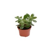 Gardenbox Crassula Ovata Mini, 10-15 cm, Saksılı Para Yeşim Çiçeği, Canlı Bitki