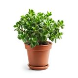 Gardenbox Crassula Ovata Para Çiçeği Saksılı 15-25 cm, Yeşil
