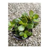 Gardenbox Crassula Ovata Saksılı Canlı Bitki, Orta Boy 20-30cm, Yeşil