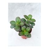 Gardenbox Crassula Ovata Sukulent Para Ağacı Şans Bitkisi, 5.5 cm Saksıda