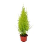 Gardenbox Cupressus Çamı Gold Creast Limoni Servi, 30-40 cm, Canlı İç Mekan Bitkisi
