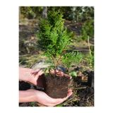 Gardenbox Cupressus Leylandii Leylandi Çam Ağacı Fidanı, 40 Adet, 10-30cm, Dış Mekan Çit Bitkisi