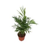 Gardenbox Dağ Palmiyesi Chamaedorea Elegans 20-30 cm, Terracotta Saksılı