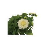 Gardenbox Dahlia Yıldız Çiçeği Bitkisi, Beyaz Renk, 15cm Saksı, Dış Mekan Balkon Bahçe