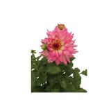 Gardenbox Dahlia Yıldız Çiçeği Bitkisi, Pembe Renk, 15cm Saksı, Dış Mekan Balkon Bahçe