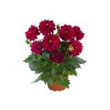 Gardenbox Dalia Fidanı, 20-40 cm, Terracotta Saksı