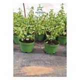 Gardenbox Dekoratif Canlı Bitki Yeşim Çiçeği, 8.5 Saksıda, 10-15 cm