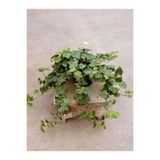 Gardenbox Dekoratif Kaya Sarmaşığı – 40-60 cm – Formlu ve Canlı Hedera Helix