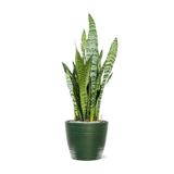 Gardenbox Dekoratif Yeşil Kılıç Saksılı, 20-40 cm, İç Mekan Bitkileri