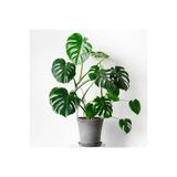 Gardenbox Deve Tabanı Bitkisi Monstera Deliciosa, 90-110 cm